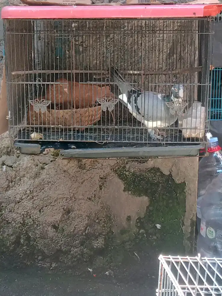 Jual sepasang burung dara