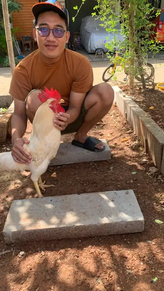 Ayam Leghorn umur 6 bulan