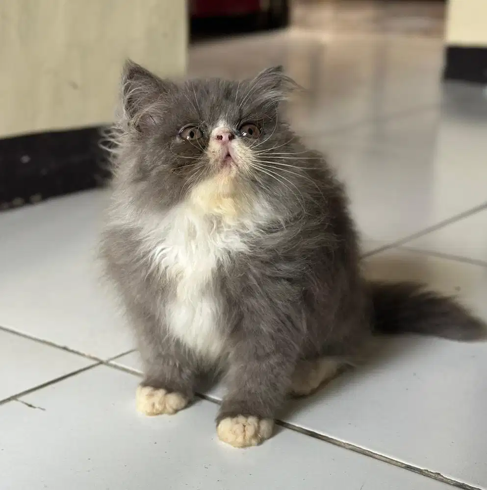 Kitten peaknose jantan abu