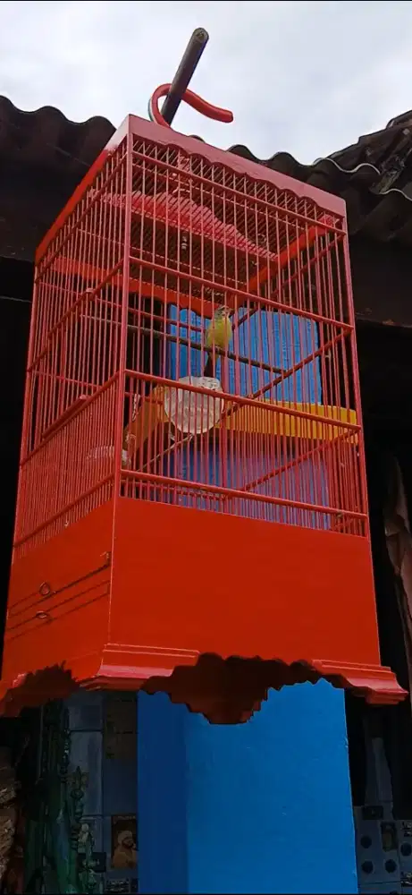 Jual cepat burung muzambit gacor