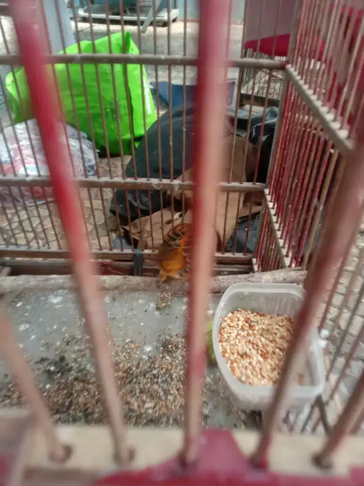 Jual burung kenari