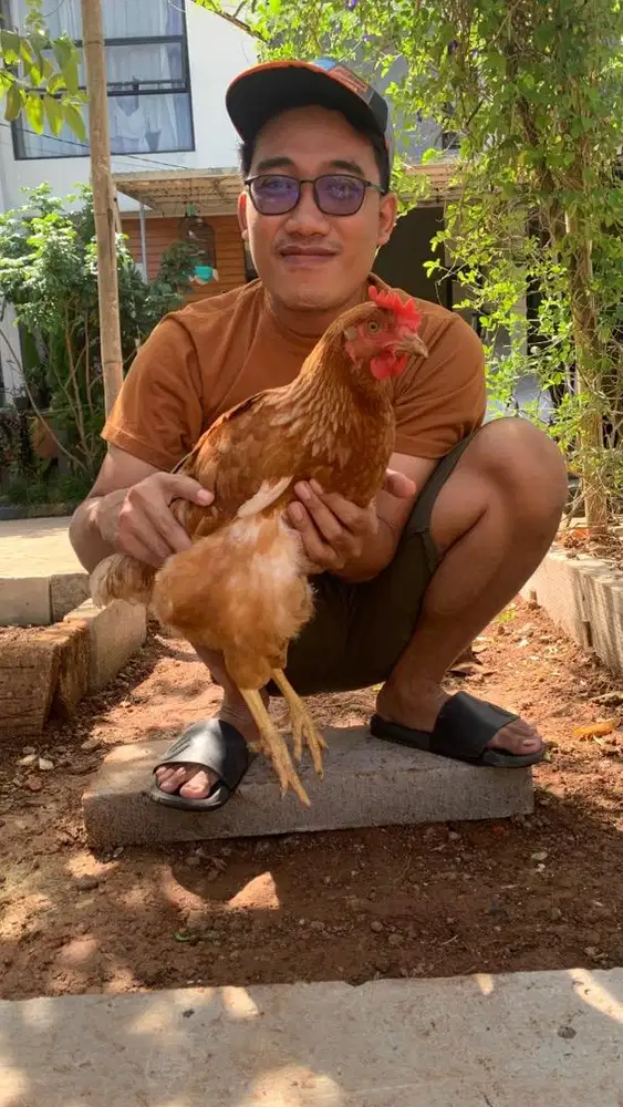 Ayam Petelur Sudah Produksi tiap hari