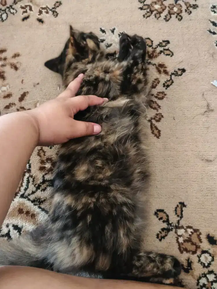 Long Hair Tortoiseshell Cat