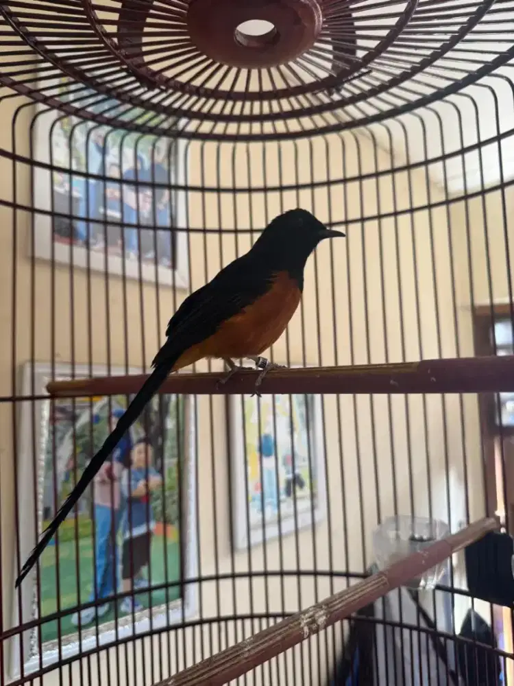 Murai batu F4 medan x borneo