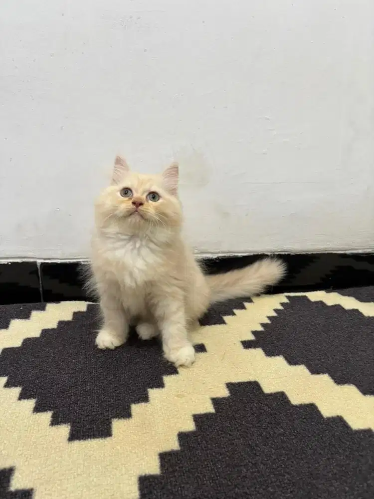 Kucing flatnose jantan