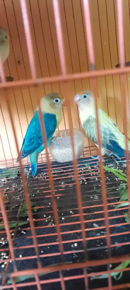 Lovebird produksi  Biola Pb ewuing x Biola pb blue