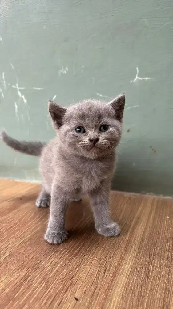 BSH British Short Hair Female 3 Bulan Mata Chopper