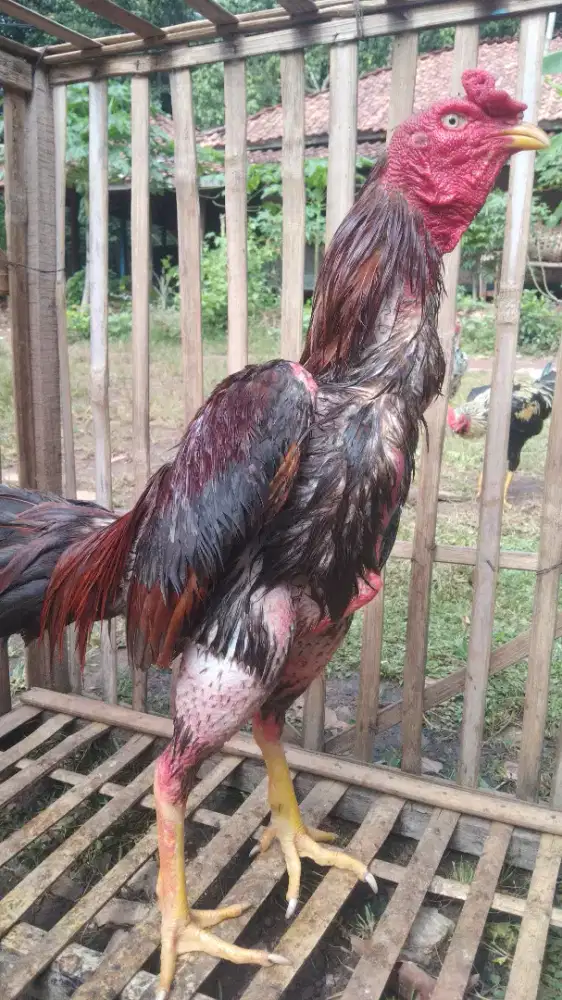 Ayam  pamangon siapan