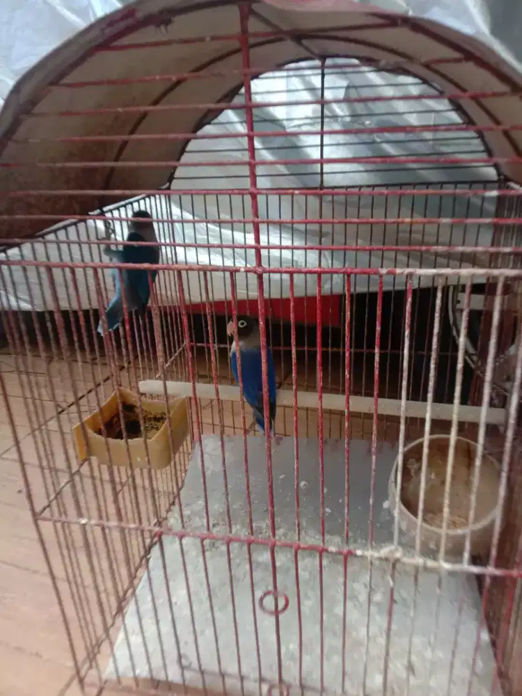 Jual burung lakbet