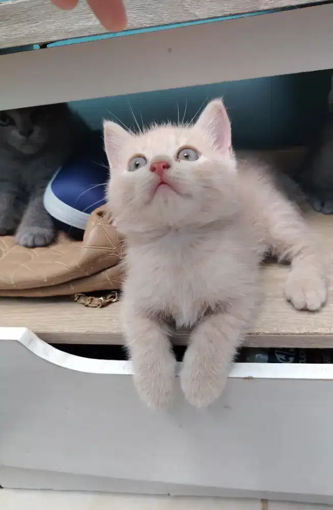 Kitten bsh 2 bulan, lucu dan sehat