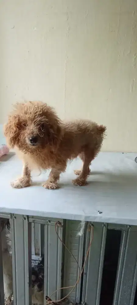 Open Adopsi Red Poodle dan Sitzu