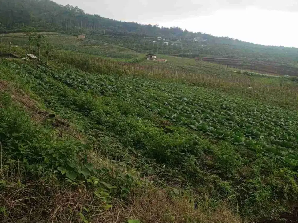 Tanah Kebun Tawangargo Malang Perbatasan Batu