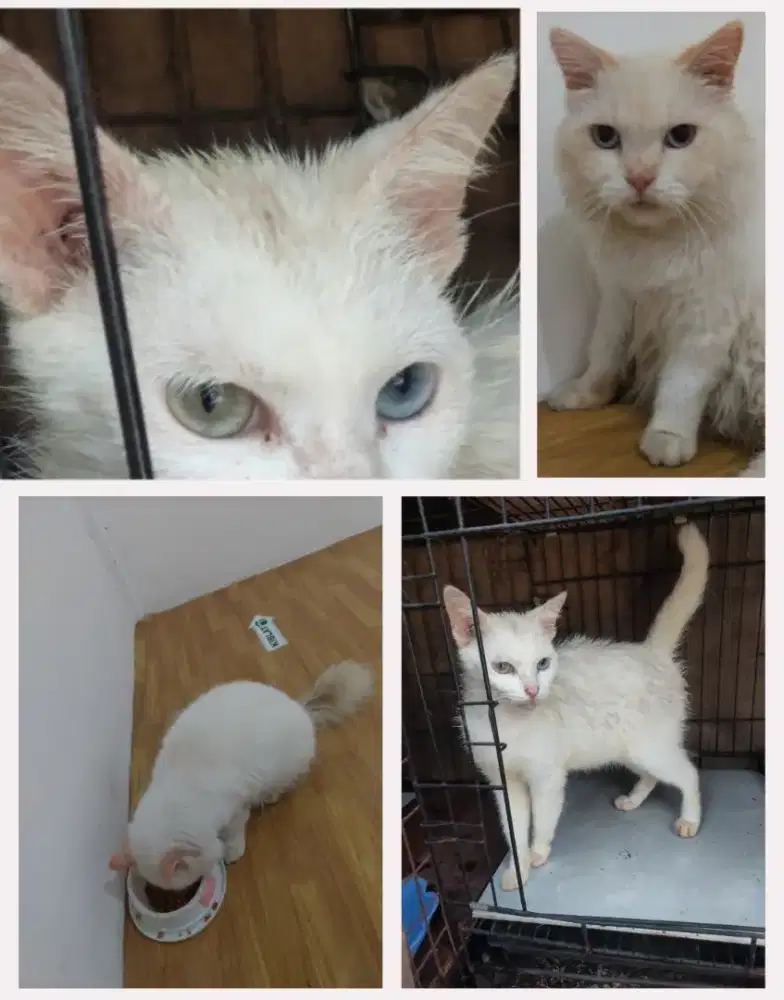 Sepasank betina dan jantan putih