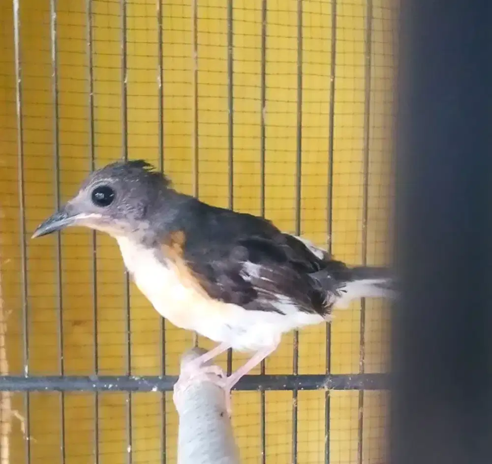 Murai batu totol selat putih calon blorok extrim