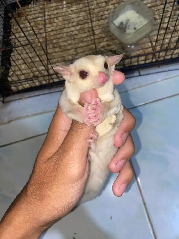 sugar glider joey