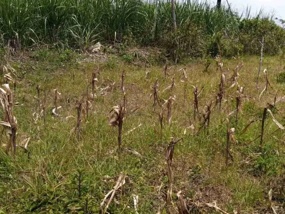 Tanah Luas Murah Sumberoto Donomulyo Malang