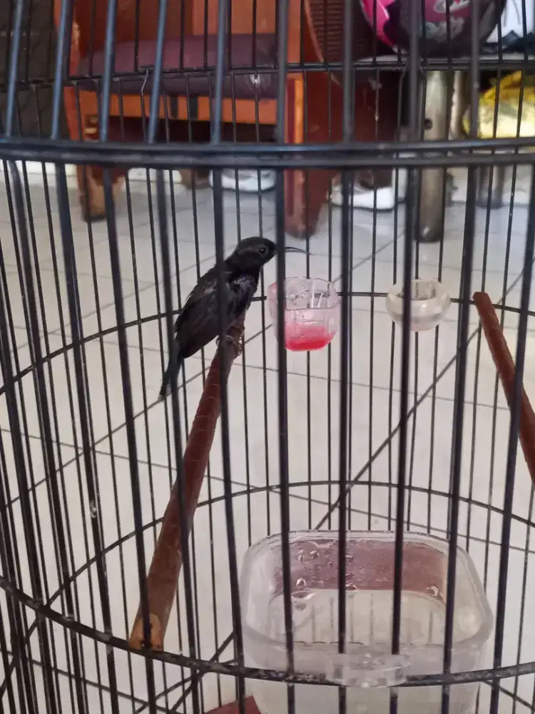 King konin jantan gacor burja