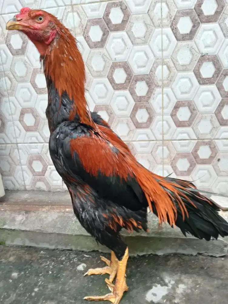 Ayam bangkok klasik ukuran 5,5-6 wiring kuning