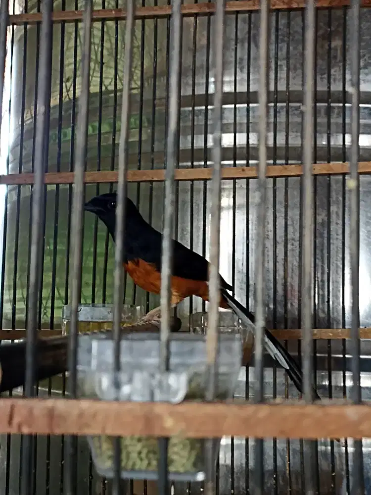 Murai Batu Deker / mapan