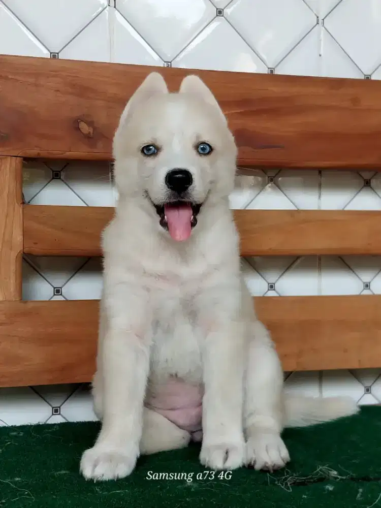 Anakan anjing ras mix