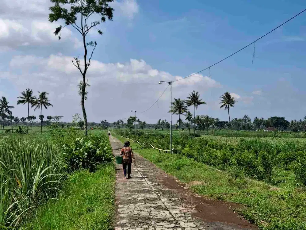 Tanah Sawah Strategis Dan Murah Dekat Kota Malang