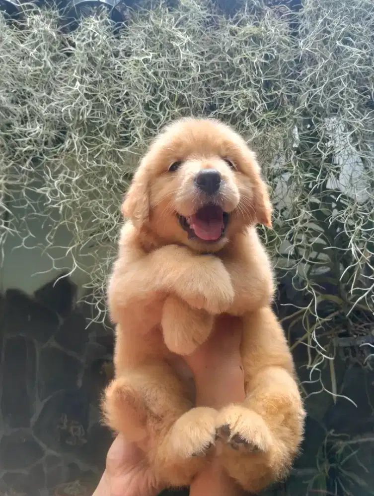 Booking Golden Redriever puppies
