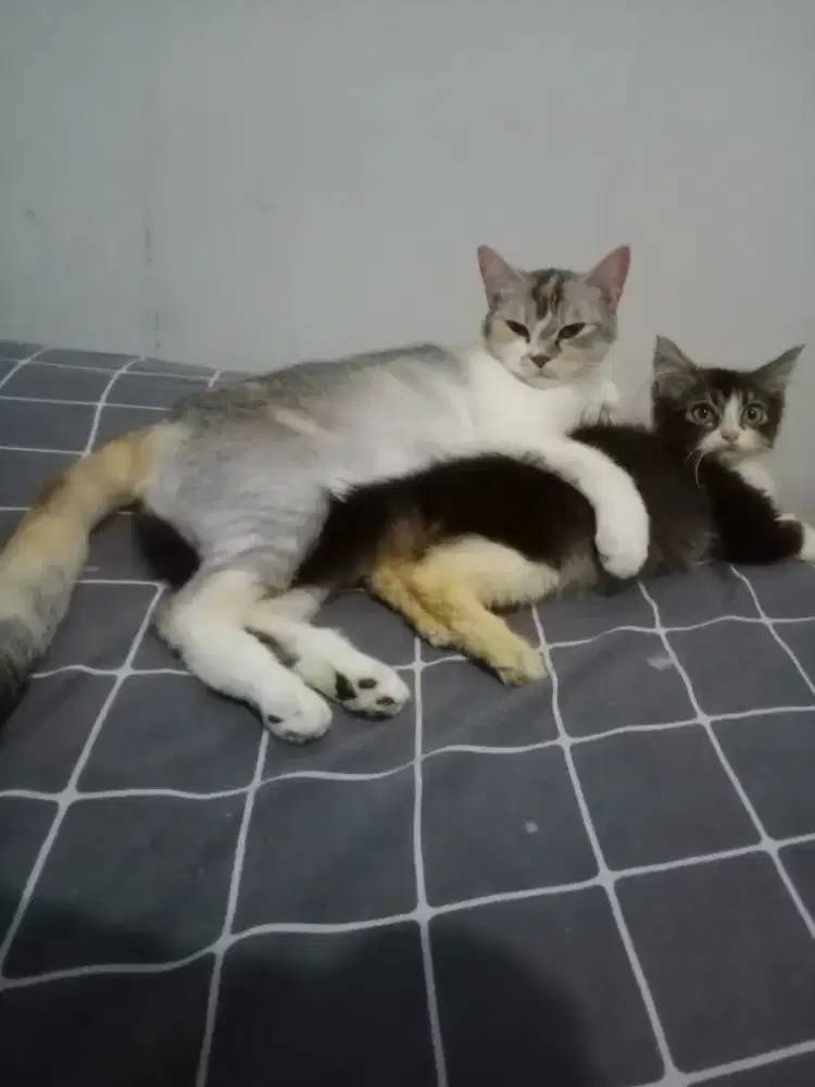 Lepas Adopsi 2 ekor Kucing