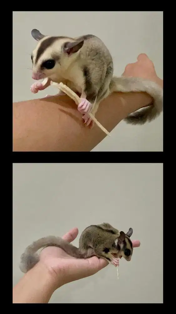 Paket Mewah Sugar Glider