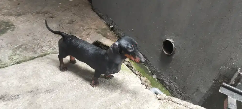 Tekel / Duchshand / Sosis