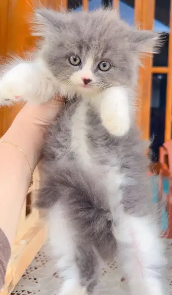 Kucing Kitten Persia