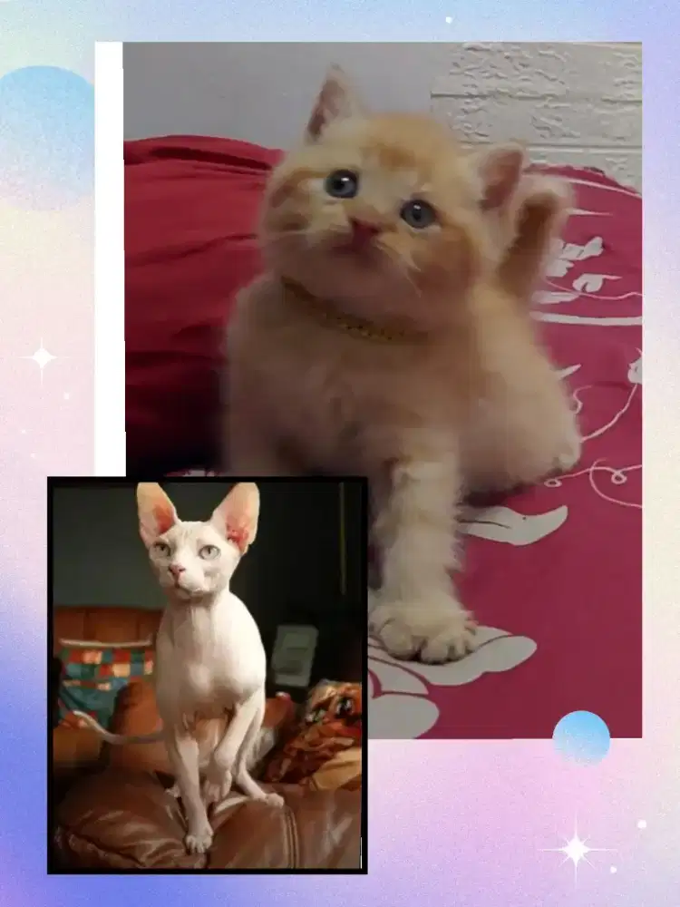 BSH Bico Red dan Sphynx White Solid Line Ped