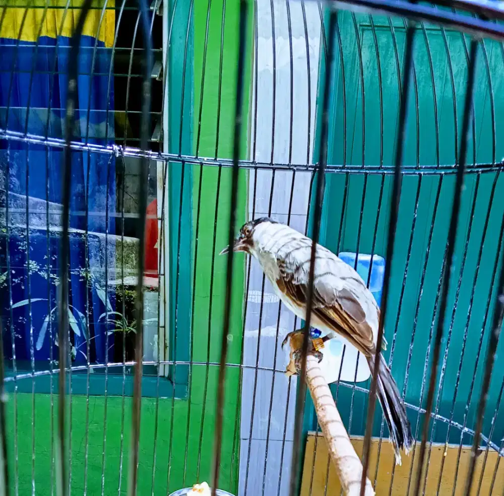 Joker CK kapas jinak total