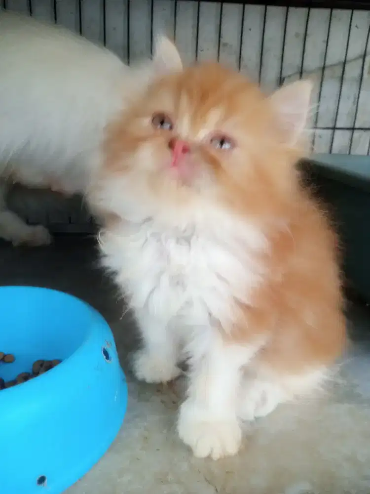 Kucing betina persimed