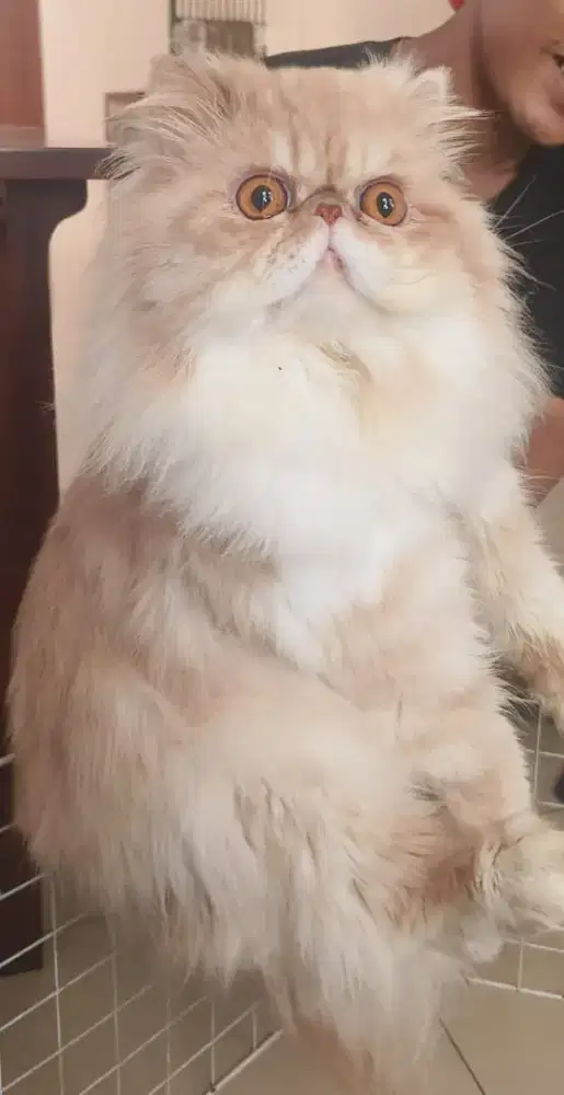 Persia Peaknose Linepad