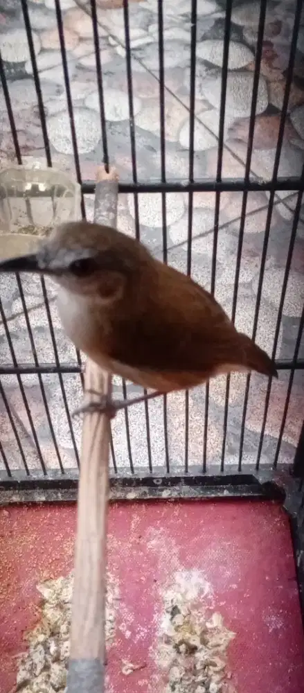 Burung rawatan lama, bunyi masih semaunya