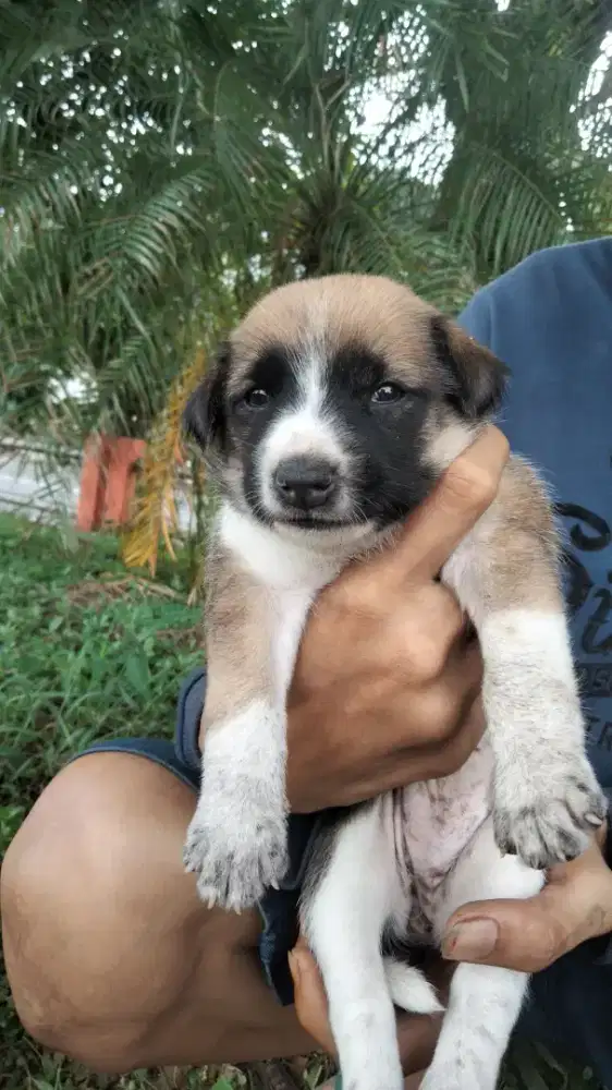 dijual anjing anakan