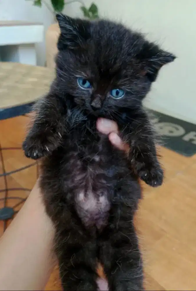 kucing kitten BSH x Himalaya