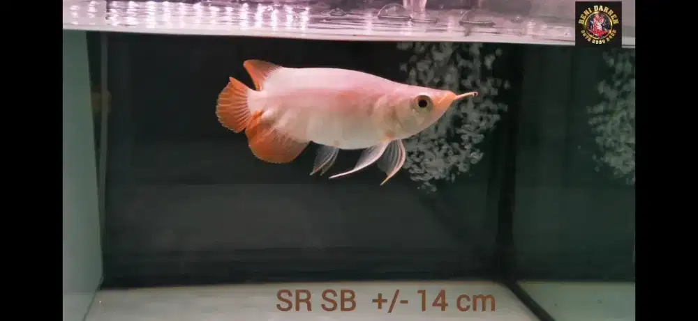 Super red SB +/- 15 cm