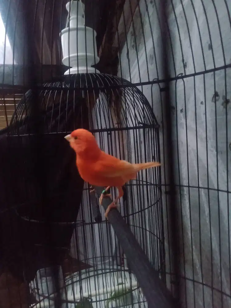 Burung kenari merlok