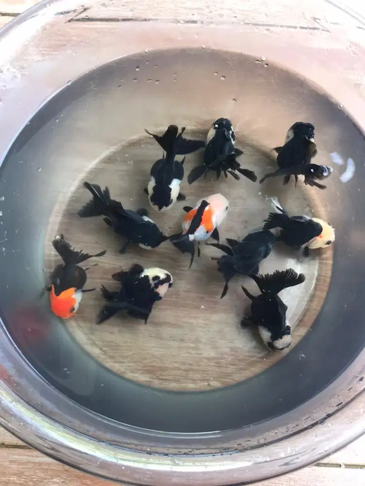 Oranda panda bibit unggul