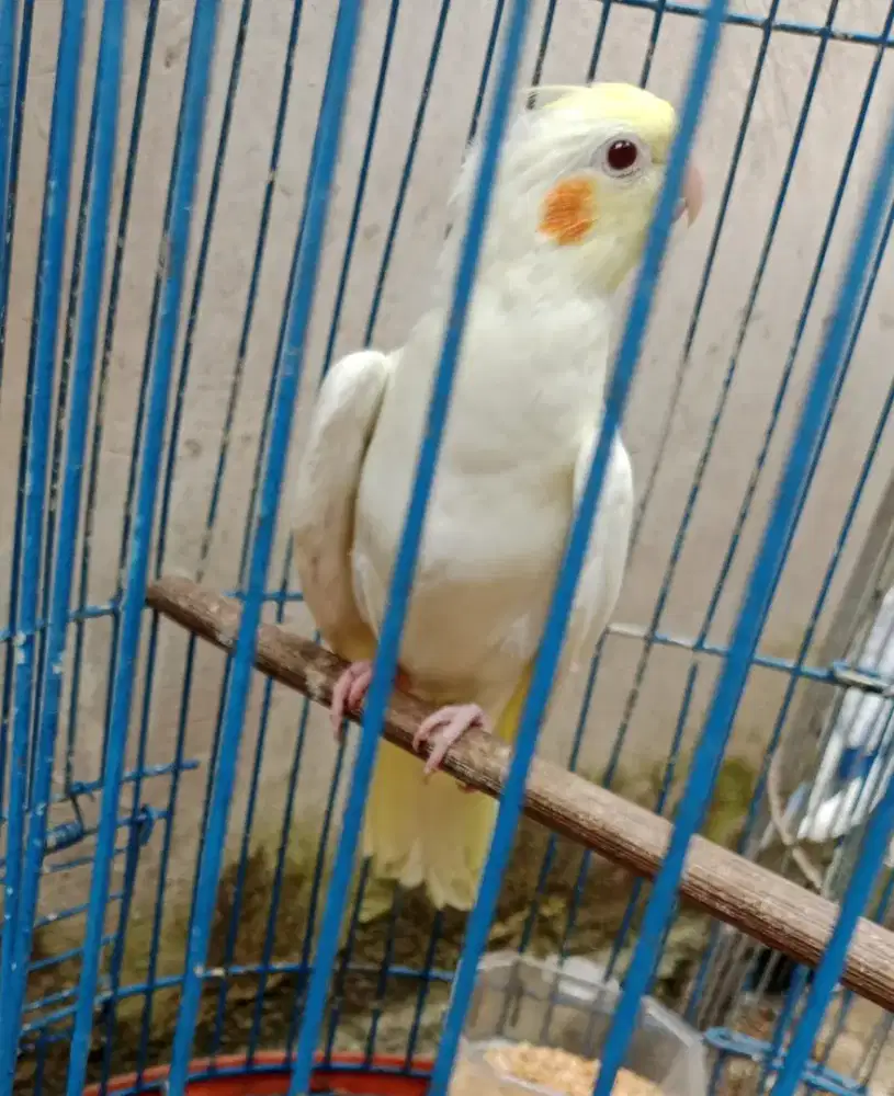 Burung falk albino mata merah