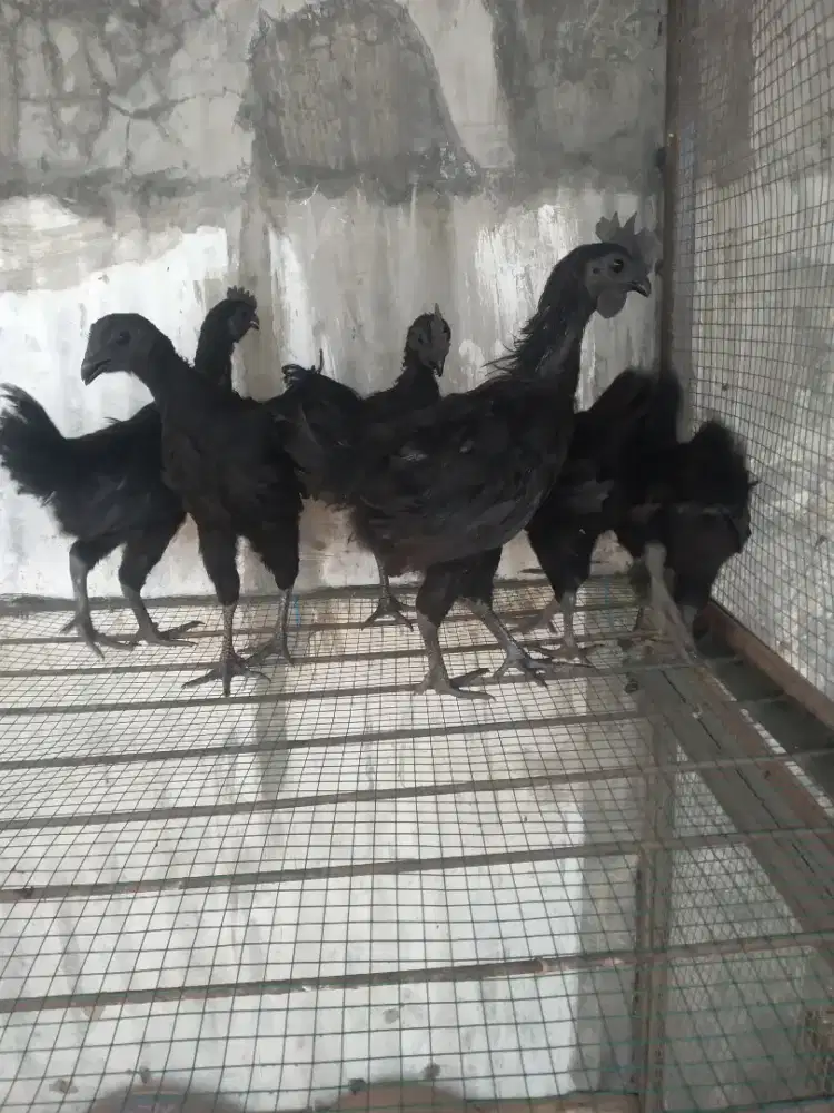 Ayam cemani lidah hitam