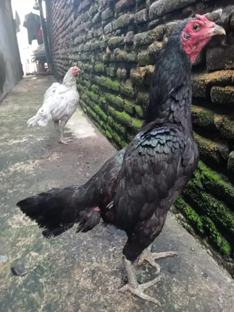 Ayam betina jenis Mangon Silangan bangkok