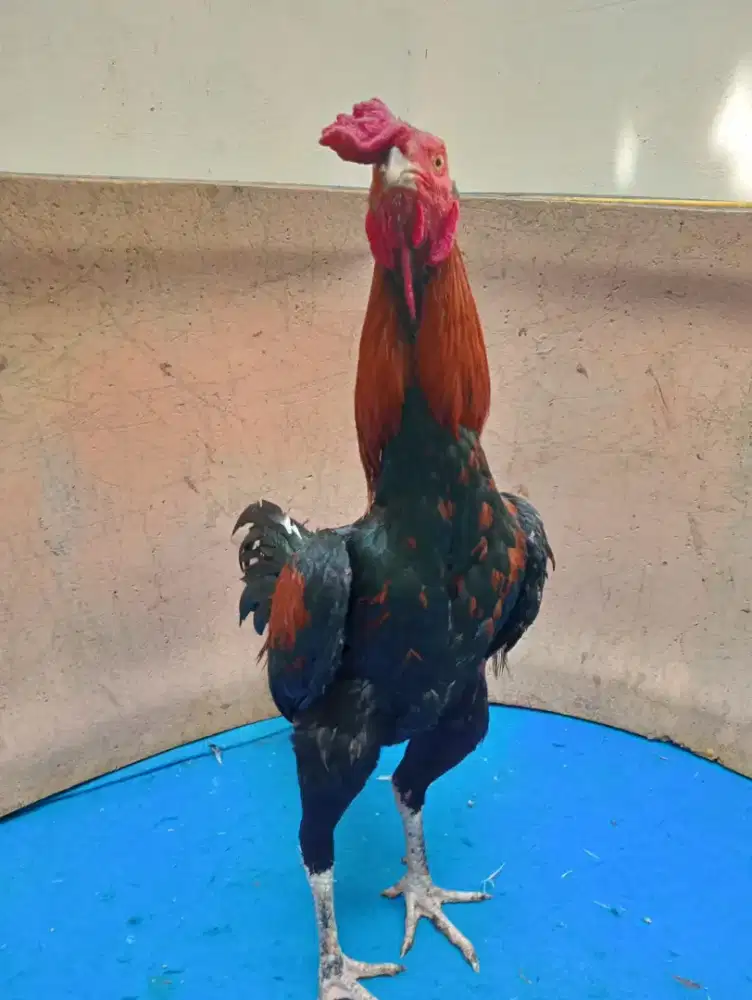 Ayam Bangkok klasik 5,5-6 postur linjik