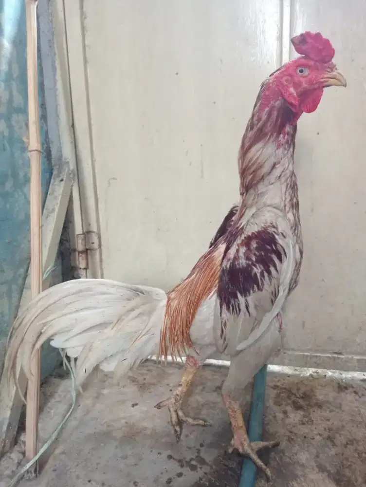 Ayam Mangon silangan