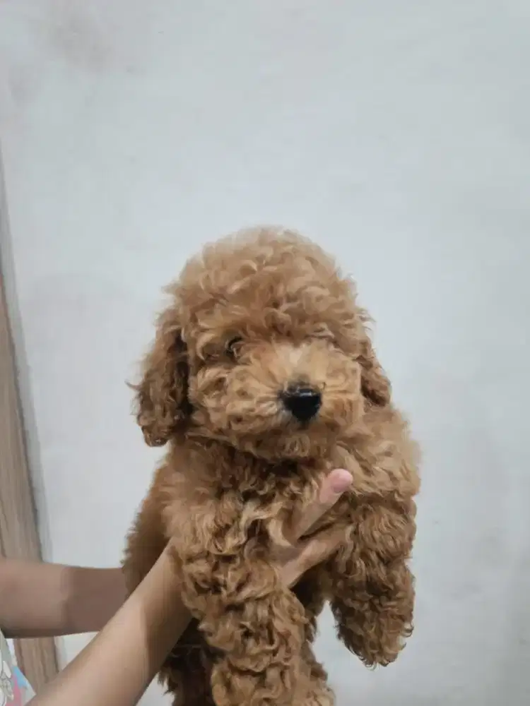 Toy PoodleBetina