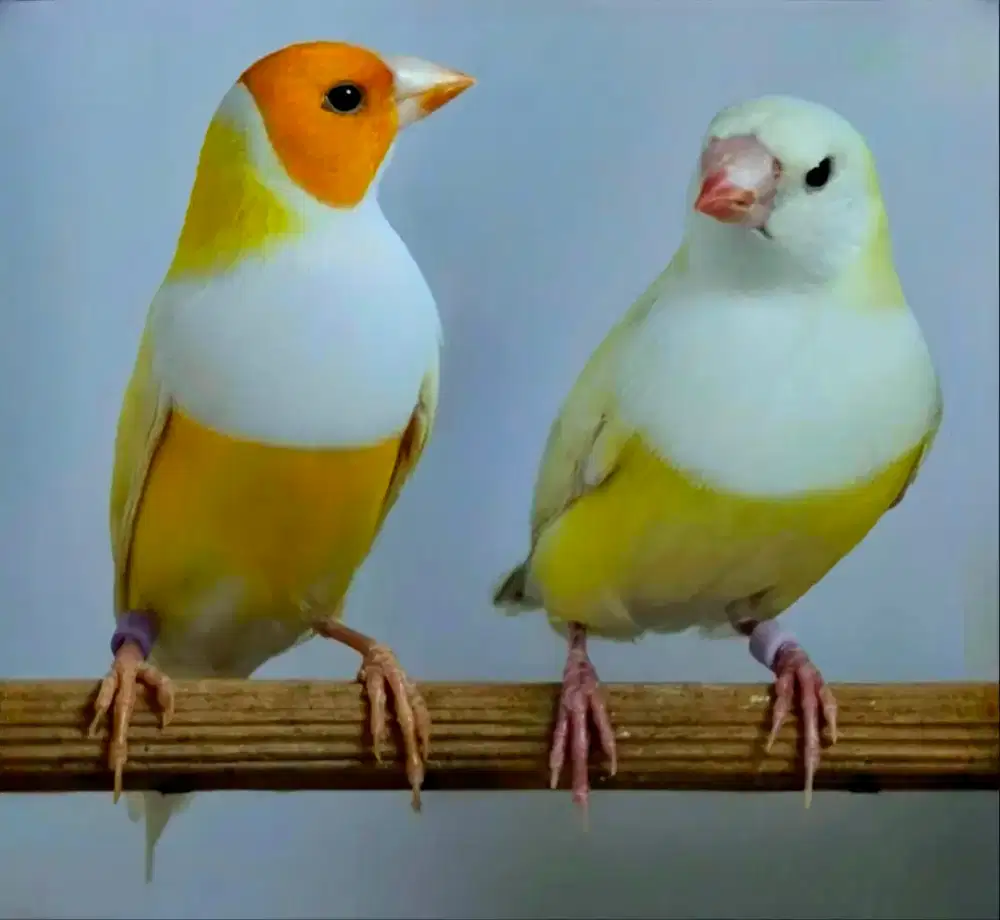 Burung Gould Amadine Kuning