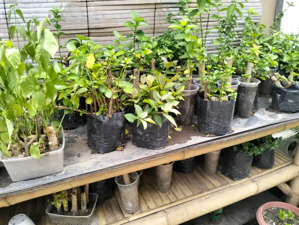 Di jual Bonsai Wancang