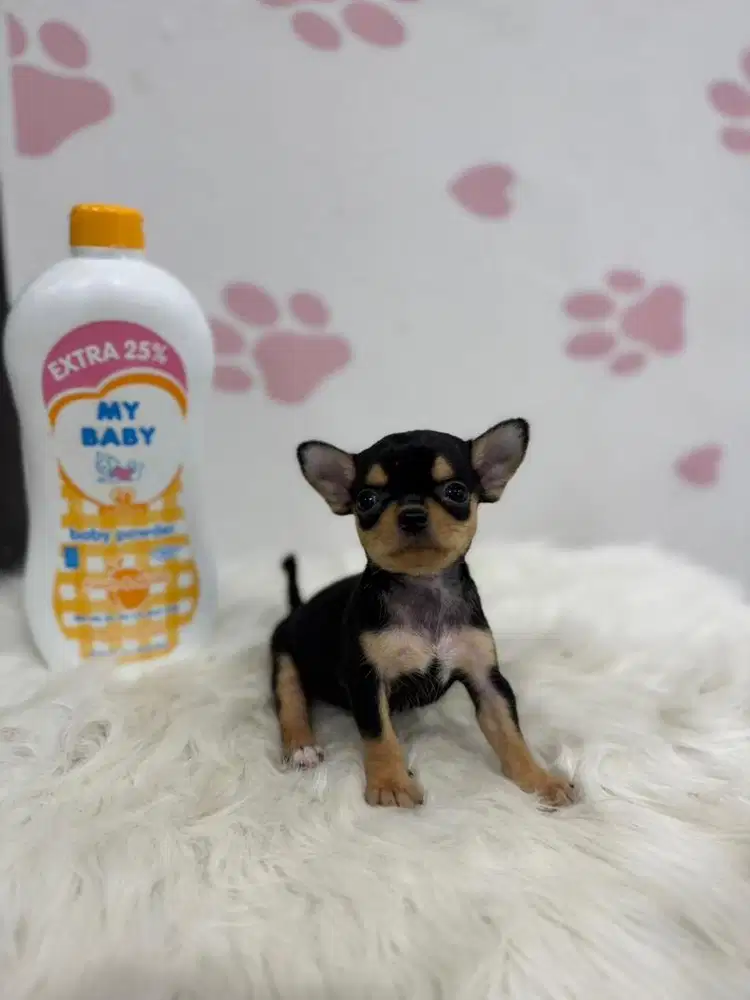 Mini Chihuahua Sh x Lh