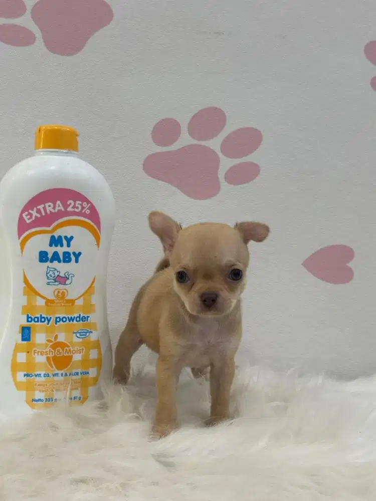 Mini Chihuahua Sh x Lh